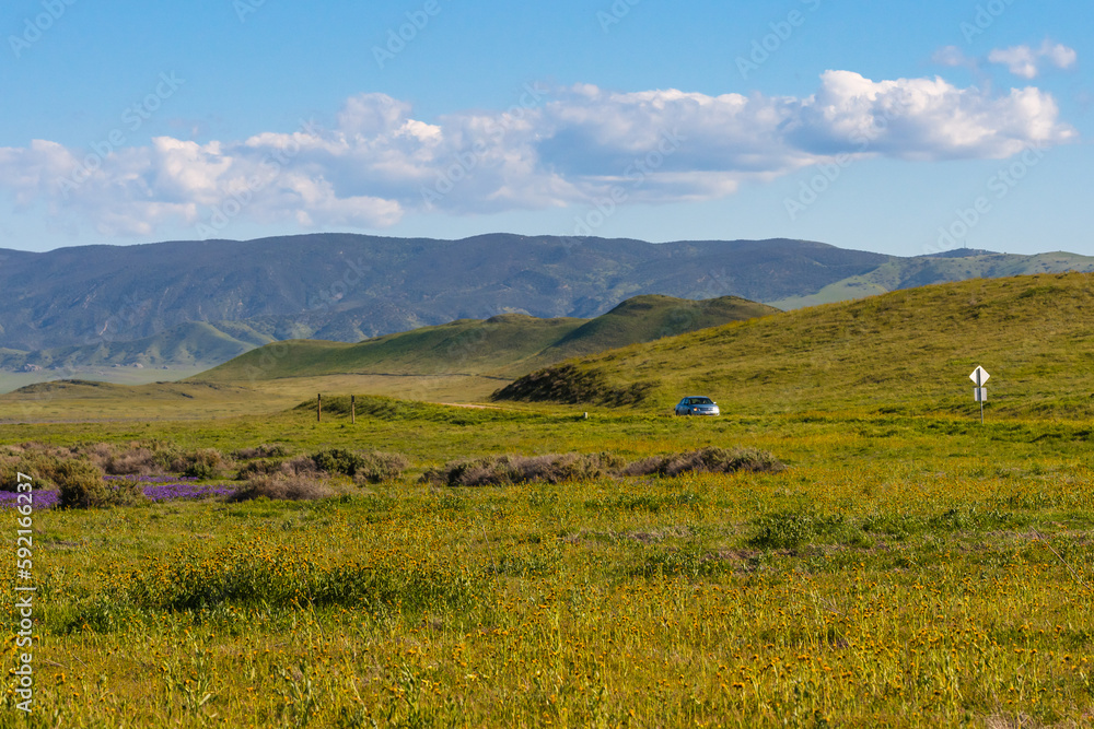 Overlook hills and the boardwalk along Soda lake in the Carrizo Plain to witness the best super blooms, CA