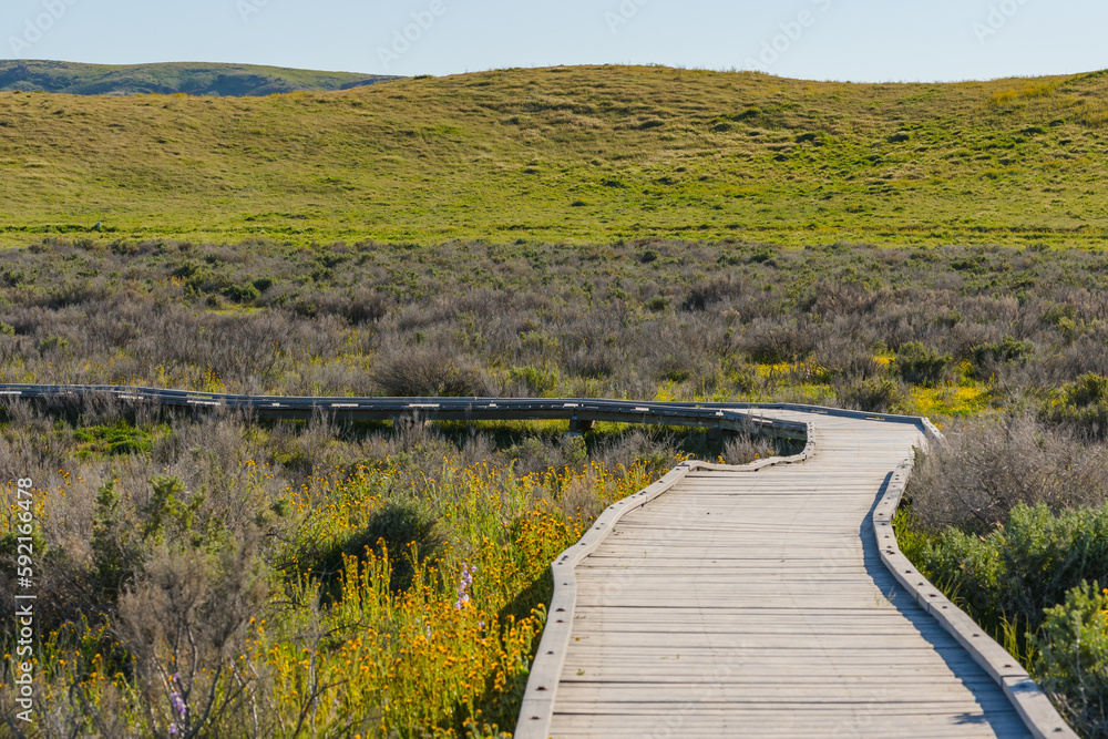 Wooden boardwalk through the fields of yellow wildflowers blooming at the lakeshore of Soda Lake, Carrizo Plain National Monument, CA