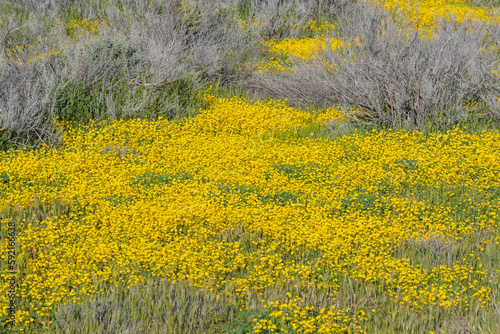 Superbloom at Soda Lake. Carrizo Plain National Monument is covered in swaths of yellow, orange and purple from a super bloom of wildflowers, California