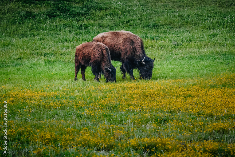 American bison grazing in a spring meadow.