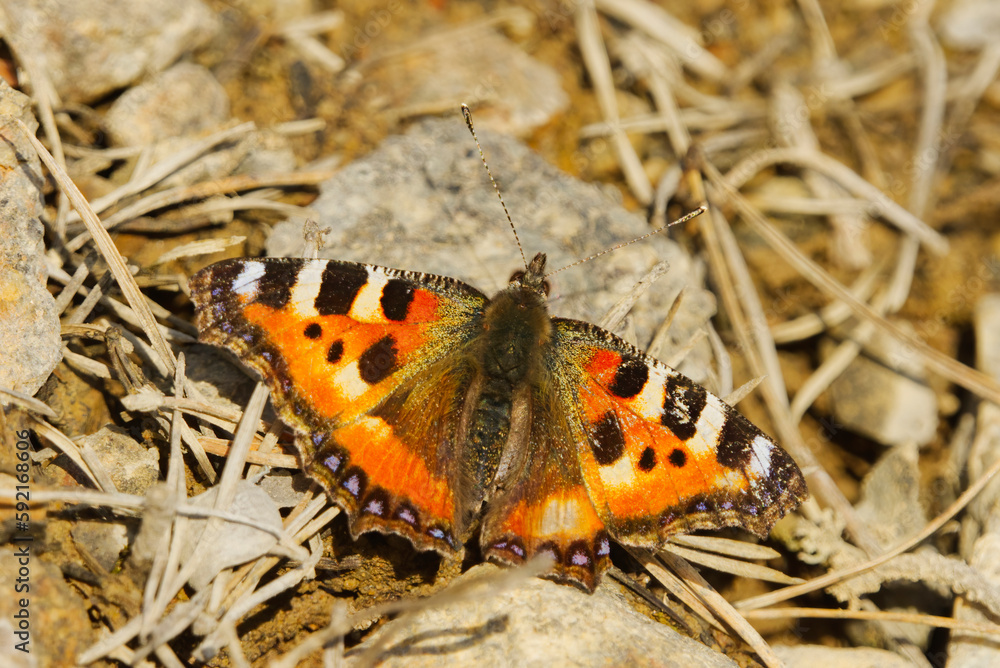 Small tortoiseshell (Aglais urticae) butterfly warming up in the sunlight in early spring. Small tortoiseshell (Aglais urticae) butterfly warming up in the sunlight in early spring.