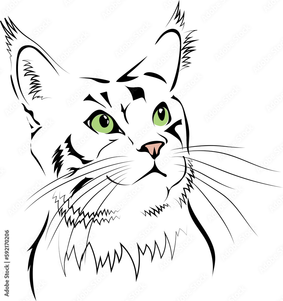 The surprised muzzle of the Maine cat with green eyes, a pink nose and a long mustache.