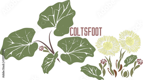 Colts foot in vector silhouette. Tussilago farfara medicinal herb image. Set of vector botanical illustration of Coltsfoot flowers in color for medicine. Coltsfoot plant in contour and color singly