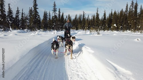 Lapland sled dogs huskies musher run snowy winter forest trail, close up pan out photo