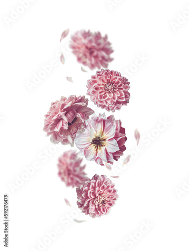 Fototapeta Naklejka Na Ścianę i Meble -  Isolated of falling pastel pink flowers and flying petals on  transparent background