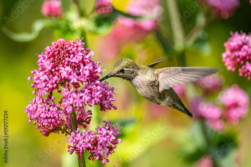 Hummingbird drinks nectar from Red Valerian (Centranthus Ruber) flower. 