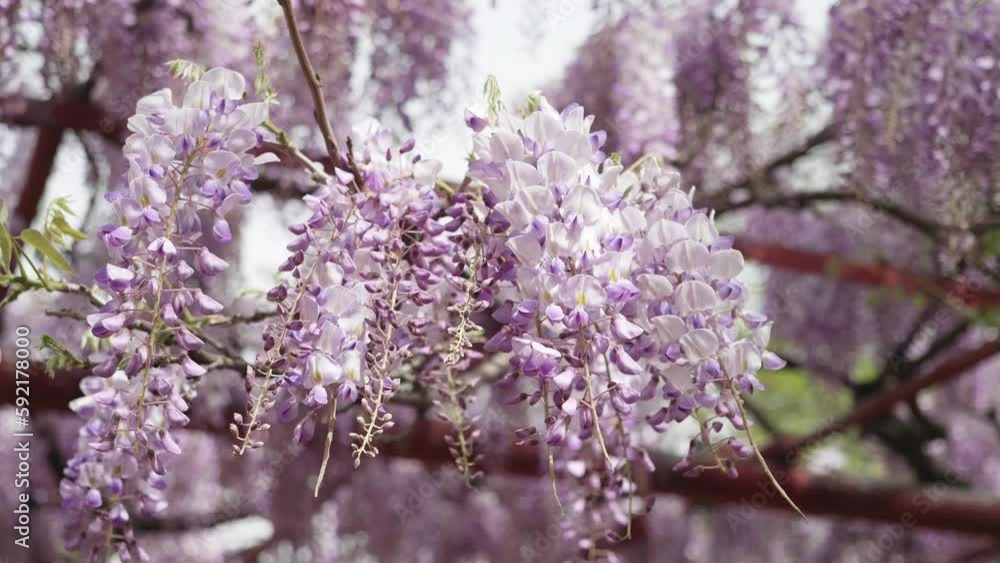 Spring flowers series, beautiful wisteria trellis waving in the wind