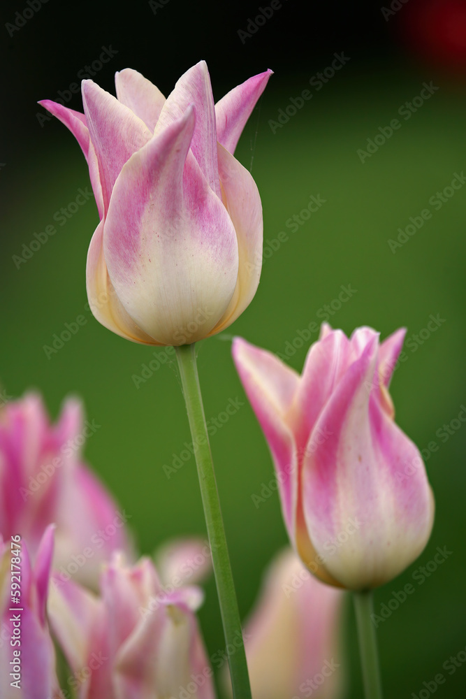 Pink and white tulips shot in open aperture macro. Great photo for the spring season.