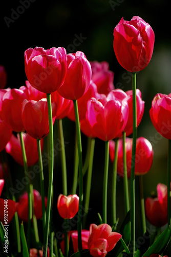Red tulips shot in open aperture macro. Great photo for the spring season.