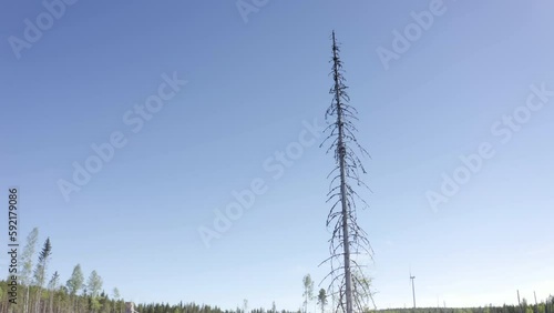 Deforested landscape in remote woods, aerial pullback shot photo