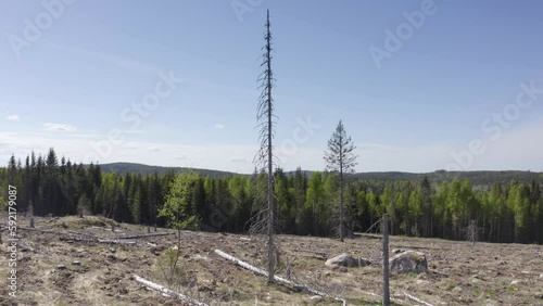 Clearcut tract of land in Swedish wilderness, tree felling for timber trade photo