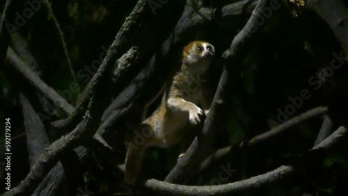 Closeup Of A Sunda Slow Loris On Tree Branches In Singapore. photo