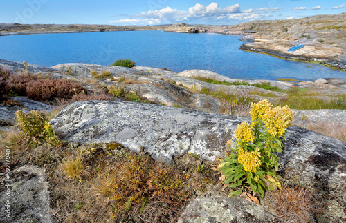.landscape of the baltic rocky  coast in island of Smogen with plants and flowers in front of the sea