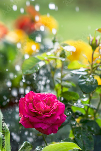 Bright color flower in flower garden and water drops above  planted red color roses are watered in flower garden  floriculture and flowers concept
