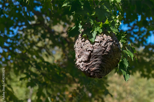 Bald-faced Hornet
(Dolichovespula maculata), a large nest suspended from a tree branch photo