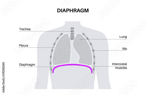 Diaphragm anatomical poster