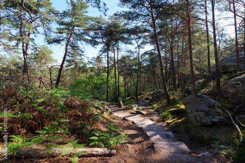Sandstone rocks and forest path in the Franchard gorges. Fontainebleau forest 