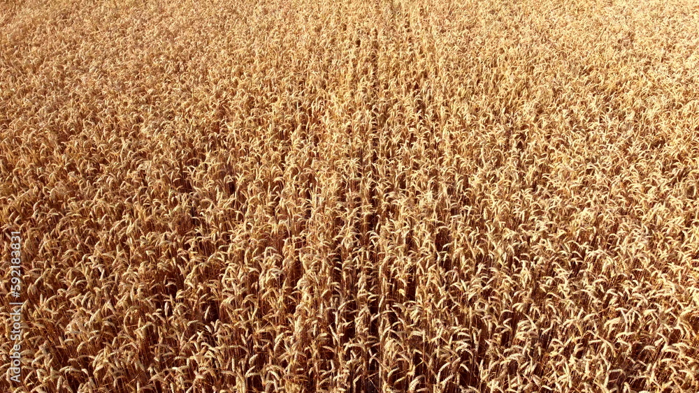 Wheat field. Field ears spikes of ripe wheat. Golden ripened wheat grains. Wheat grain harvest. Agricultural agrarian field. Harvesting land. Growing cultivation agricultural crops. Aerial drone view Wheat field. Field ears spikes of ripe wheat. Golden ripened wheat grains. Wheat grain harvest. Agricultural agrarian field. Harvesting land. Growing cultivation agricultural crops. Aerial drone view