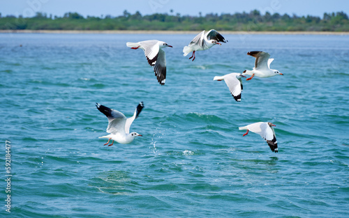 Seagulls in flight over Pulicat Lake