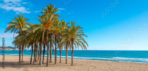 Palm tree on the beach- vacation,travel,summer holiday concept