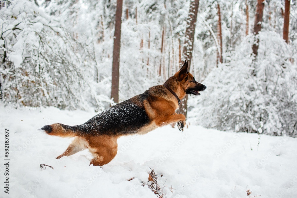 German shepherd running in a snowy winter pine forest