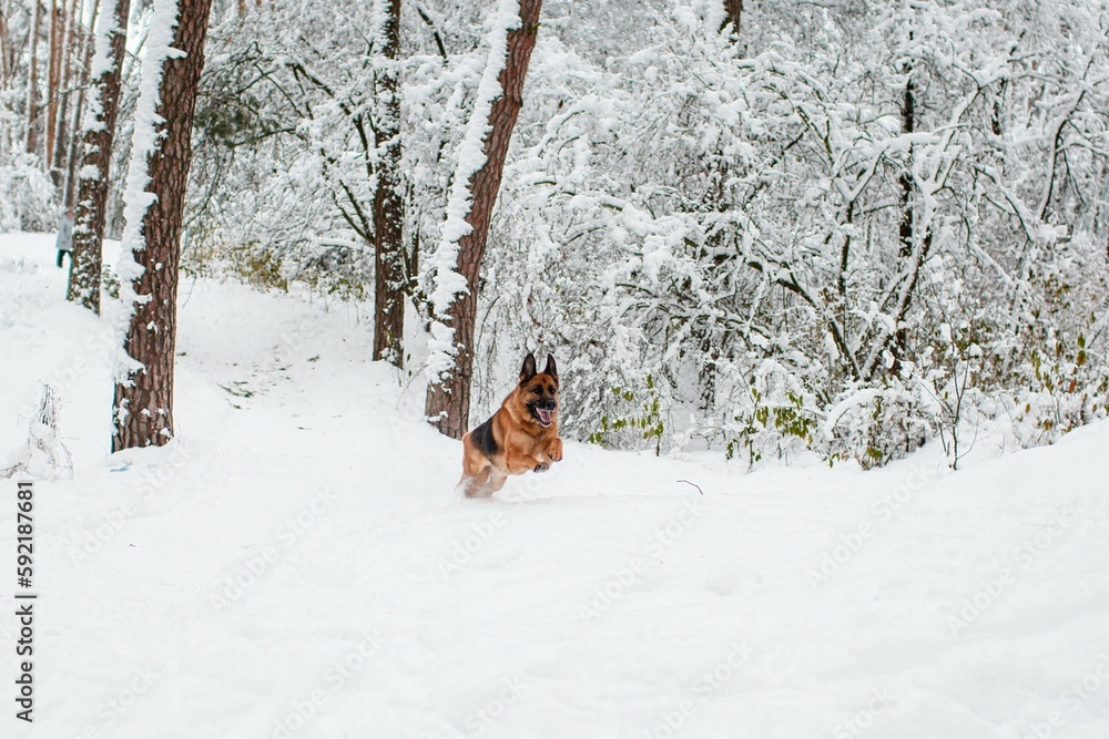 German shepherd running in a snowy winter pine forest German shepherd running in a snowy winter pine forest