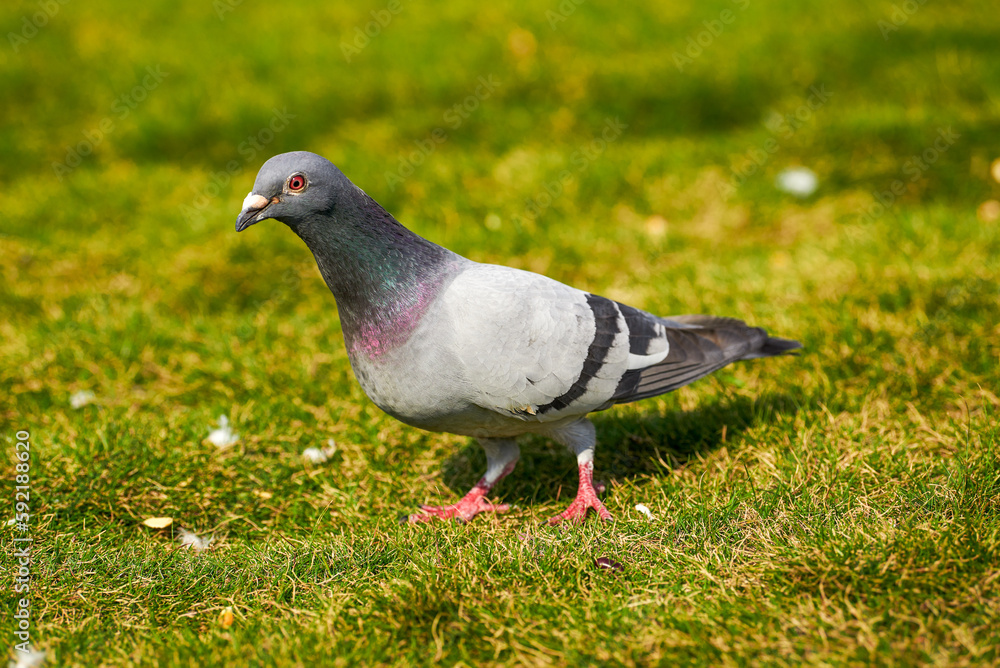 Round and cute big pigeon in outdoor park Round and cute big pigeon in outdoor park