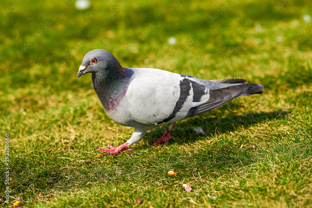 Round and cute big pigeon in outdoor park Round and cute big pigeon in outdoor park