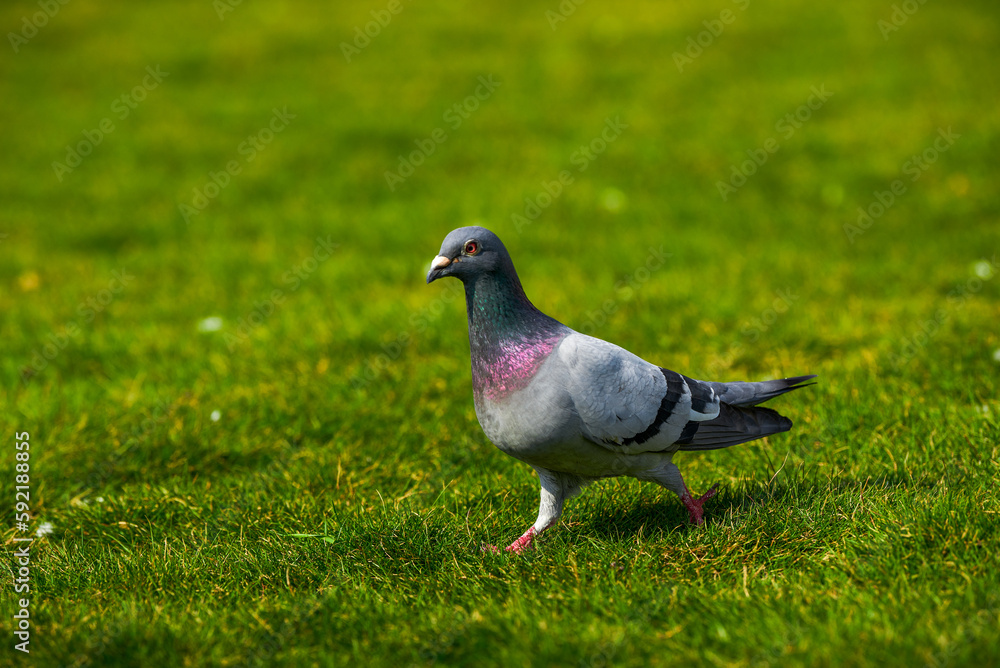 Round and cute big pigeon in outdoor park Round and cute big pigeon in outdoor park