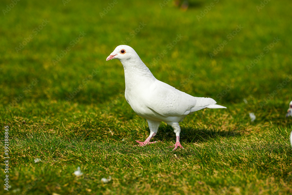 Fototapeta premium Round and cute big pigeon in outdoor park