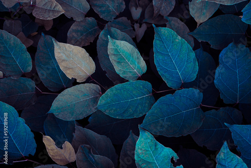 blue japanese knotweed plant leaves in wintertime, blue background
