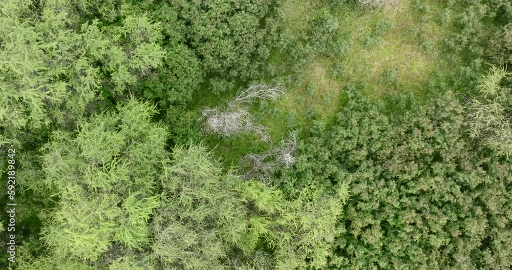 Green trees and plants jungle forest in Hawaii, Aerial top-down drone view. Green trees and plants jungle forest in Hawaii, Aerial top-down drone view.