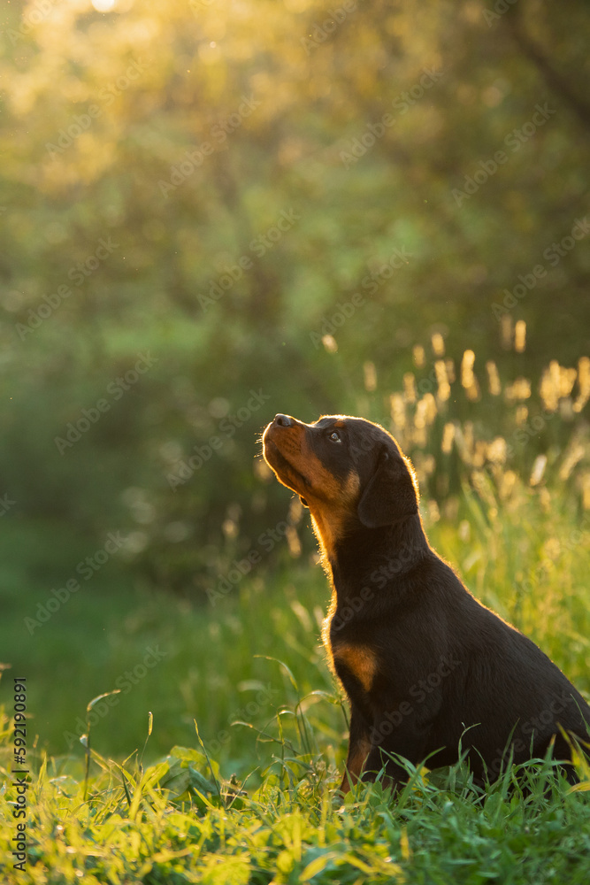 A puppy in the grass, in the park. Cute Rottweiler dog in nature. Walking with a pet