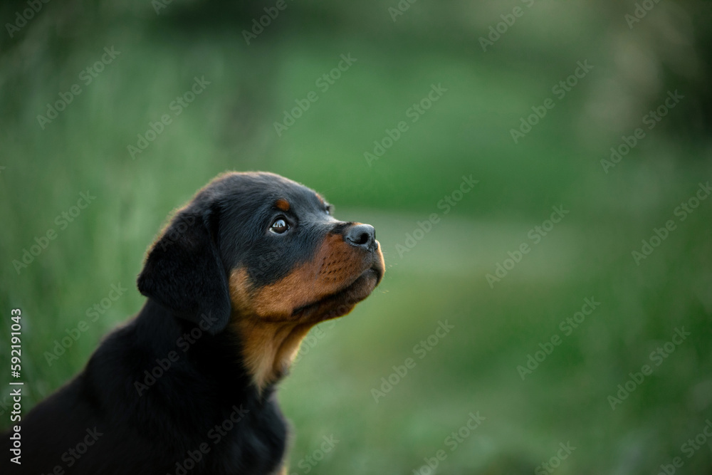 A puppy in the grass, in the park. Cute Rottweiler dog in nature. Walking with a pet A puppy in the grass, in the park. Cute Rottweiler dog in nature. Walking with a pet