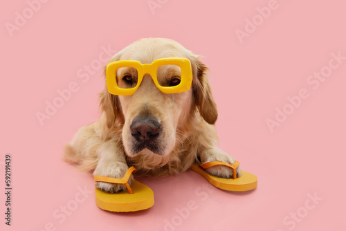 Portrait puppy dog summer. Golden retriever wearing yellow sunglasses and flip flops liyng down. Isolated on pink pastel background photo