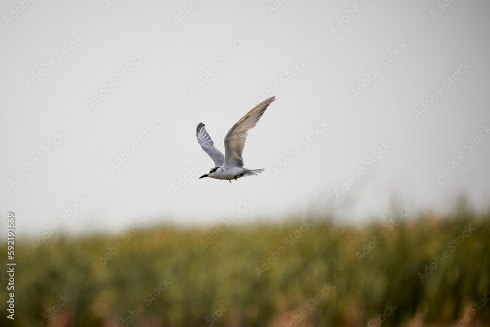 White Whiskered tern flying above the swamp. White Whiskered tern flying above the swamp.