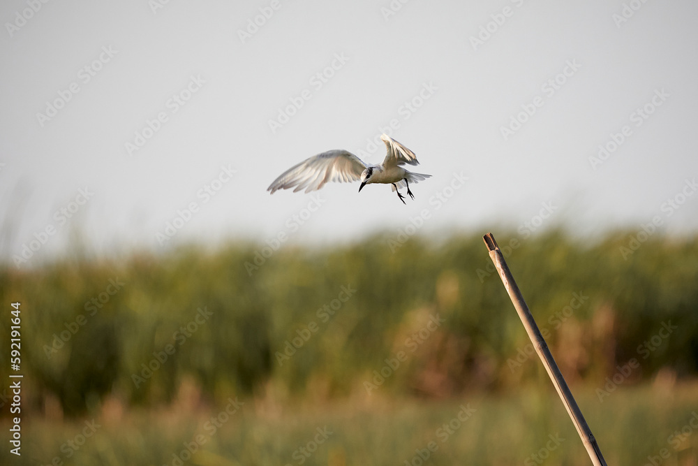 White Whiskered tern flying above the swamp. White Whiskered tern flying above the swamp.