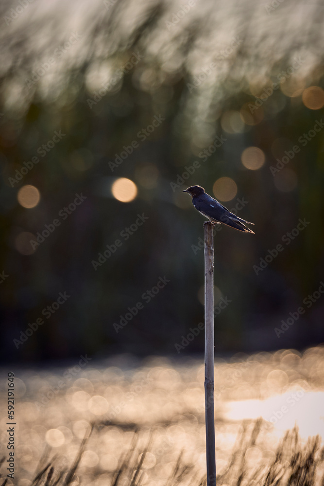 Barn swallow standing on top of lotus above the swamp. Barn swallow standing on top of lotus above the swamp.