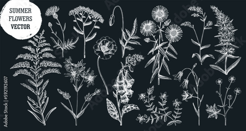 Hand drawn summer flower sketches collection. Wildflower drawings on chalkboard. Herbs, meadows or woodlands flowering plant. Floral design elements set in engraved style
