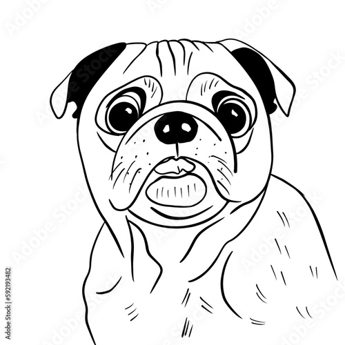 Vector sketch hand drawn pug puppy  doodle style with black lines