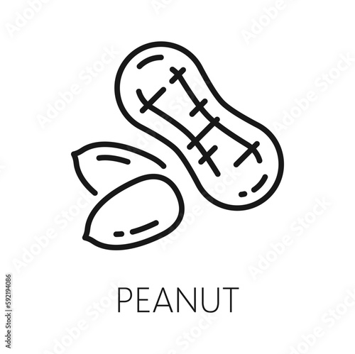 Peanut isolated outline groundnut, vegetarian food icon. Vector peanut oil, butter ingredient, unpeeled peanut in husk, thin line