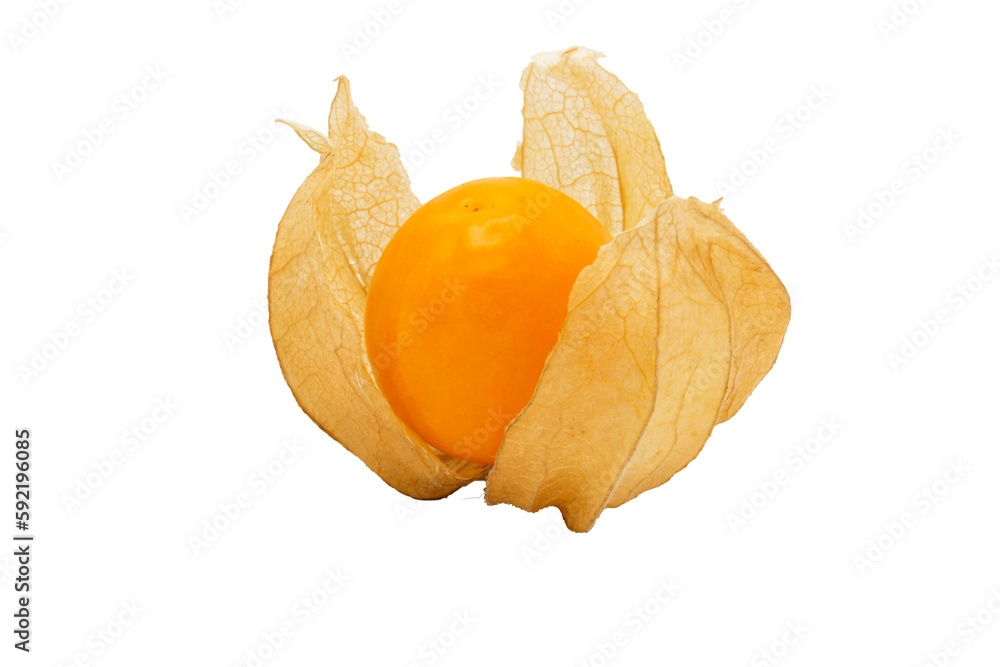 Closeup of Cape gooseberry, physalis with isolated on transparent background, clipping path, PNG Closeup of Cape gooseberry, physalis with isolated on transparent background, clipping path, PNG