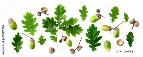 Oak leaves and acorns. Green oak leaves set. PNG isolated with transparent background. Flat lay, top view. Without shadow. photo