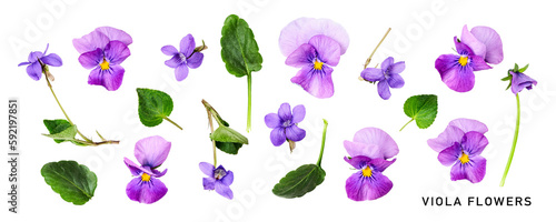 Viola pansy flower. Beautiful spring flowers and leaves set. PNG isolated with transparent background. Flat lay, top view. Without shadow.