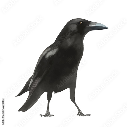 crow with style hand drawn digital painting illustration