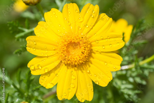 Corn marigold yellow flower, Glebionis Segetum photo