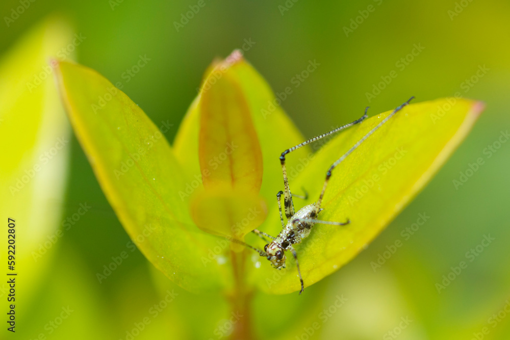 Fototapeta premium Mediterranean Katydid nymph on a leaf, Phaneroptera Nana