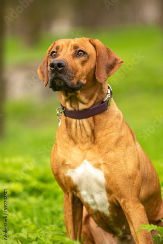 portrait of a dog