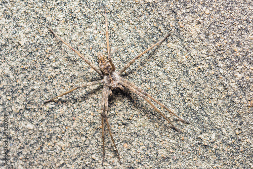 Camouflaged spider on a granulated wall