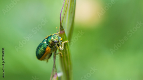 Case-bearing leaf beetle, Smaragdina Limbata